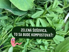 Zelená šošovica mikrozelenina