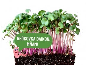 Reďkovka Daikon mikrozelenina