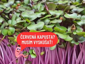 Kapusta červená mikrozelenina semená