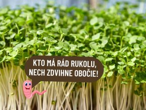 Reďkovka Daikon mikrozelenina