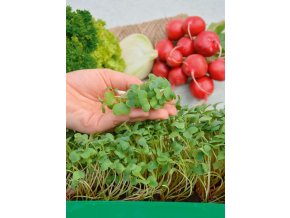 Mikrozelenina Reďkovka