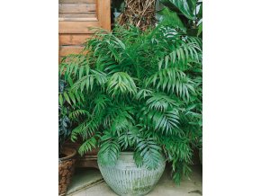Izbová rastlina - Palma horská