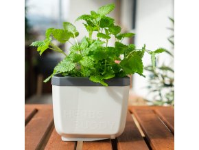 Samozavlažovací kvetináč na bylinky Herbs Buddy biely