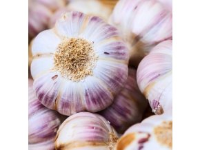 Sadbový cesnak Germidour, nepaličiak 3 ks, 50 60 mm