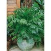 Izbová rastlina - Palma horská