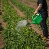 Pôdny biostimulant s mikroorganizmami ZEMBIOTIKO použitie1