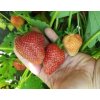 Prírodný stimulátor úrodnosti pôdy HUMAC® Agro na jahody