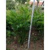 Prírodný stimulátor úrodnosti pôdy HUMAC® Agro použitie 1