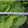 Prírodný stimulátor úrodnosti pôdy HUMAC® Agro použitie2