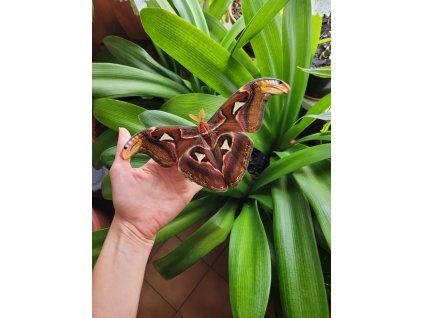 Attacus atlas