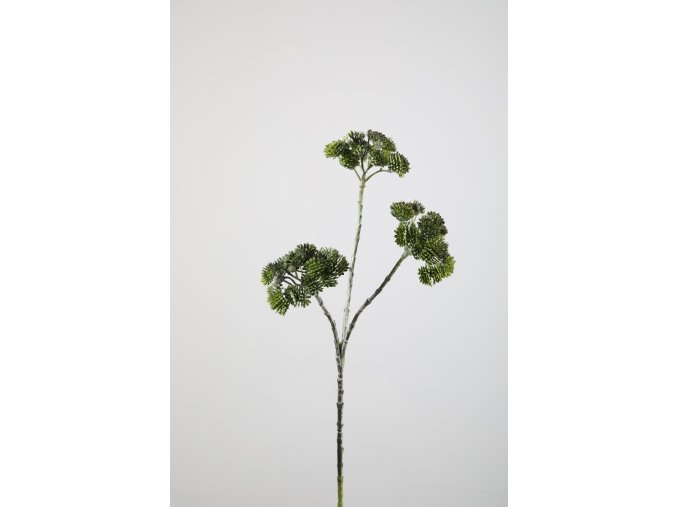Apiaceae 131192GYGR