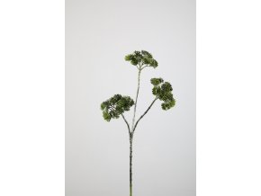 Apiaceae 131192GYGR