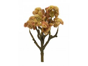 sedum 72337.002