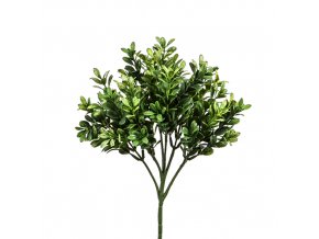 buxus scheule