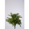 Colours Green Pine x9 Bundle 31cm 850270