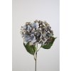 Hortenzie modrofialová 50 cm