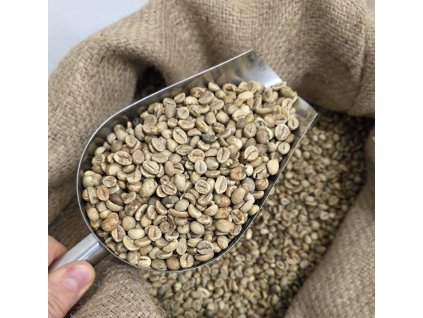 Robusta