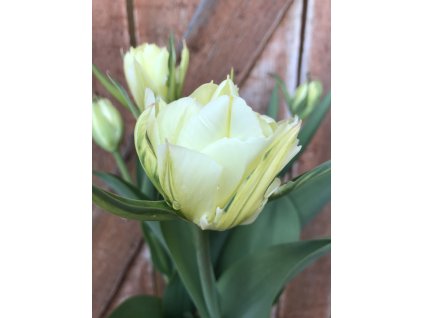 Tulipán Exotic Emperor 10 ks