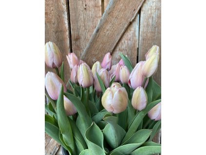 Tulipán Pink Impression 10 ks