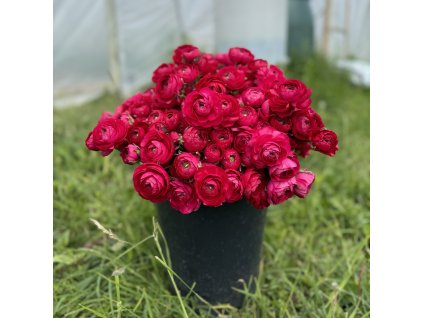 Pryskyřník Elegance výrazně růžová 10 ks