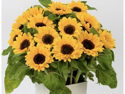 Helianthus Vincent's Choice 20ks semínek