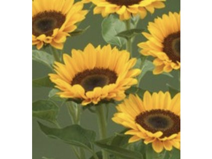 Helianthus Premier UP orange 100ks semínek