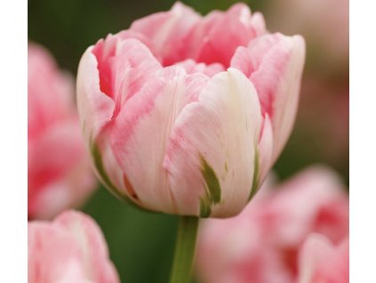 Tulipán Finola 10 ks