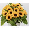Helianthus Vincent's Choice 100ks  semínek