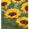 Helianthus Premier UP orange 100ks semínek