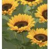 Helianthus Premier UP orange 100ks semínek