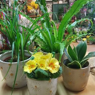 Čerstvá hrncovka a nové květináče...