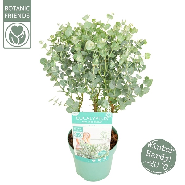 Eucalyptus Azura: Stříbrný zázrak, který se nebojí české zimy ❄️🌿