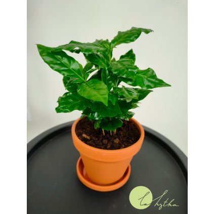 Coffea arabica