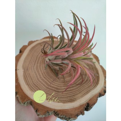 Tillandsia