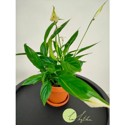 Spathiphyllum