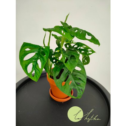 Monstera adansonii