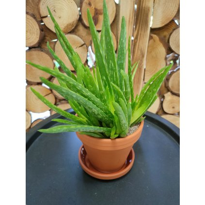 Aloe vera