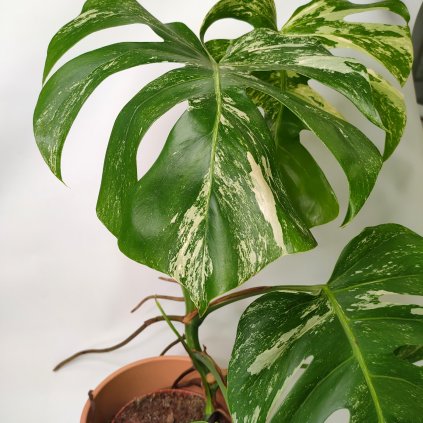 Monstera variegata
