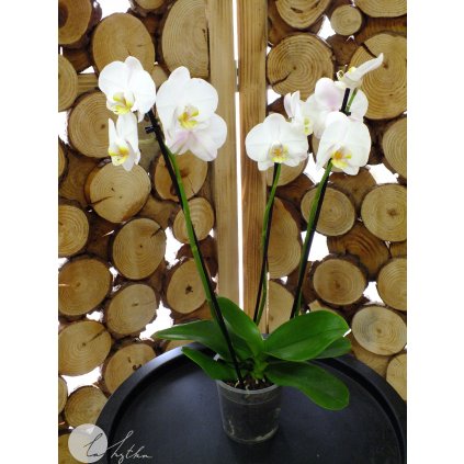 Phalaenopsis - 45 cm