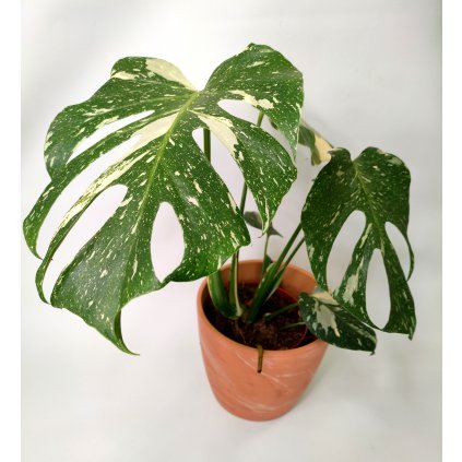 Monstera thai constelation