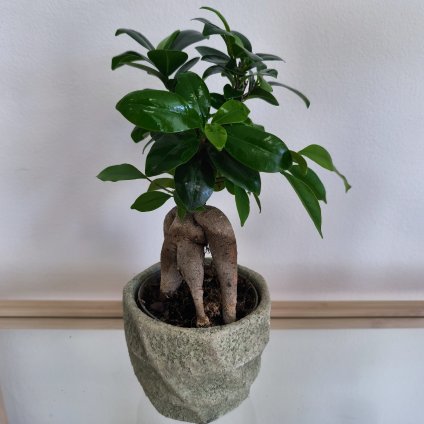 Ficus microcarpa Ginseng