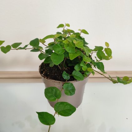Ficus pumila