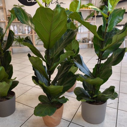 Ficus lyrata - 17 cm/90 cm