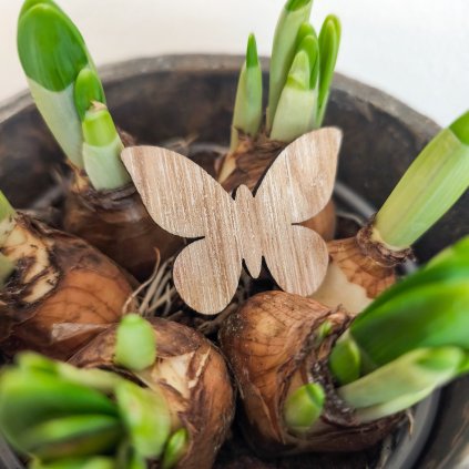 Dřevěný motýlek - přírodní