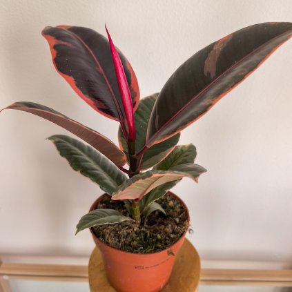 Ficus elastica ´Belize´