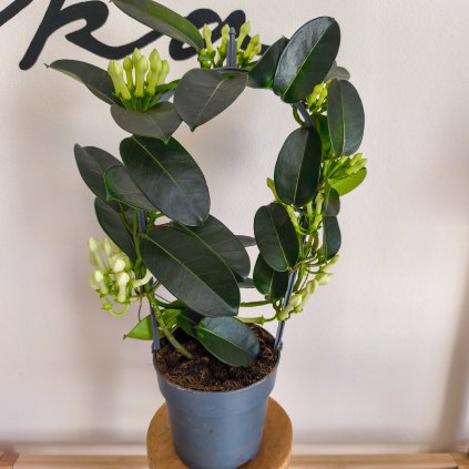 Stephanotis floribunda