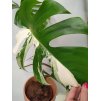 Monstera variegata