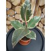 Ficus elastica - 65 cm