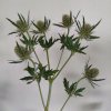 Eryngium - bodlák (bílý)