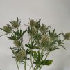 Eryngium - bodlák (bílý)